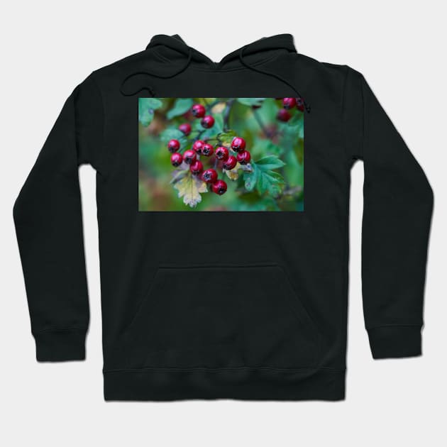 Ripe hawthorn berries Hoodie by naturalis